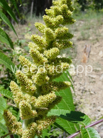 sumac, staghorn